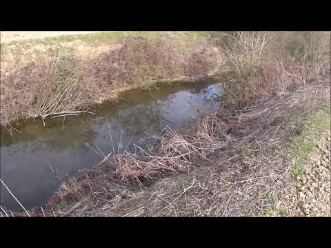 Quanti LUCCI riuscite a vedere?