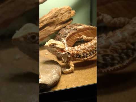 What a bearded dragon does when it has 20 crickets