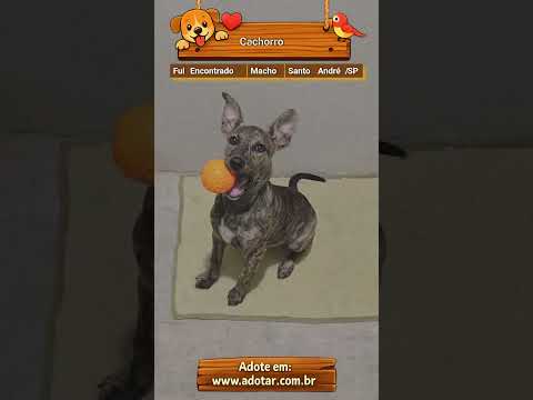 Vídeo de Cachorro 