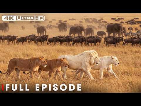 ULTIMATE LIONS: White Kings of the Savannah (Full Episode)