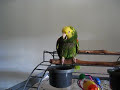 Papoušek pláče (Juarez) - Známka: 1, váha: obrovská
