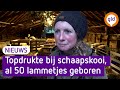 Aan de lopende band lammetjes in Elspeet