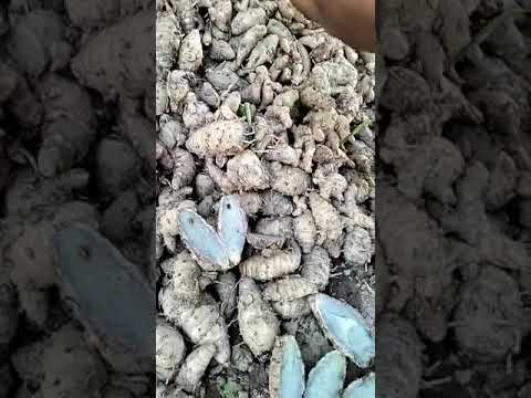 Black turmeric, 1 kg, finger