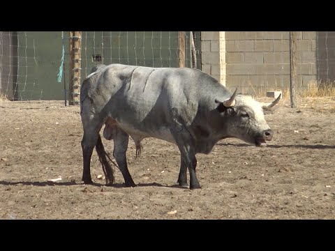 Apartado y Encierro con Toros Bravos Tordesillas 2022