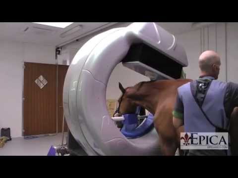 CT Scan of Standing Horse using Pegaso ™ HD Volumetric Imaging Scanner