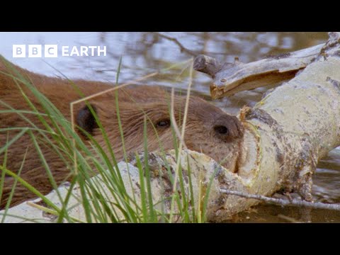 1 Little Beaver Takes Down a Massive Tree