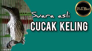 Download lagu suara asli cucak keling | Cocok BUAT PANcingan Cucak Keling Macet mp3 Download lagu suara asli cucak keling | Cocok BUAT PANcingan Cucak Keling Macet mp3