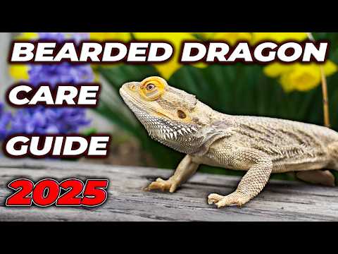 Bearded Dragon Complete Care Guide 2026