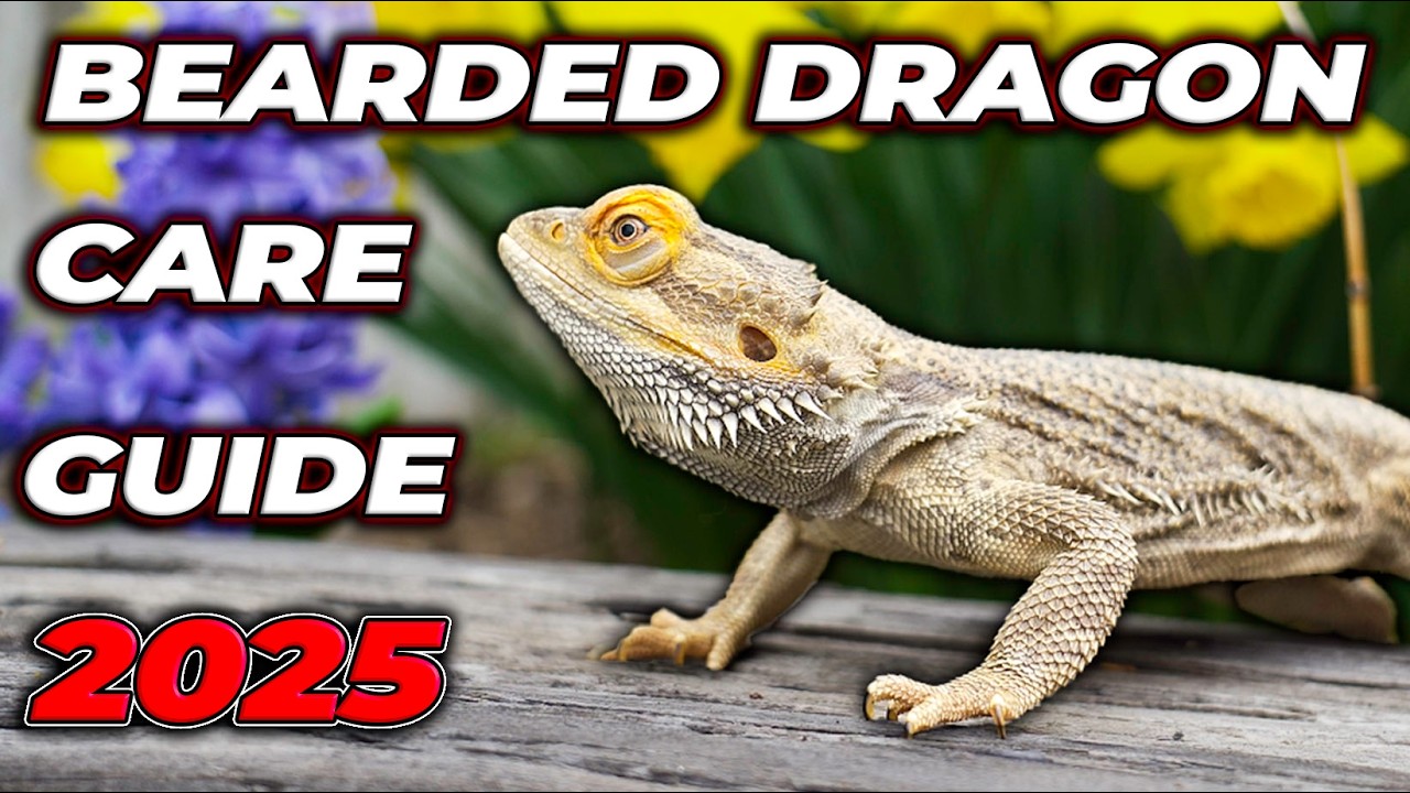 Bearded Dragon Complete Care Guide 2026