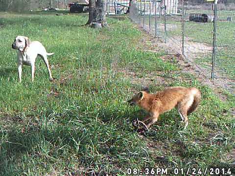 jackal vs dog Fighting