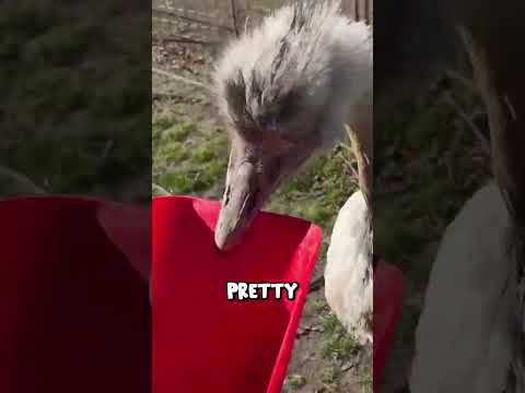 Fighting my racist bird Kevin