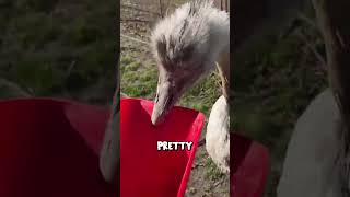 Download lagu Fighting my racist bird Kevin mp3 Download lagu Fighting my racist bird Kevin mp3