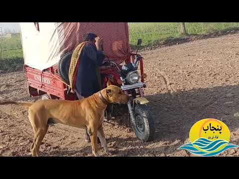 king motti and lattoo dogs