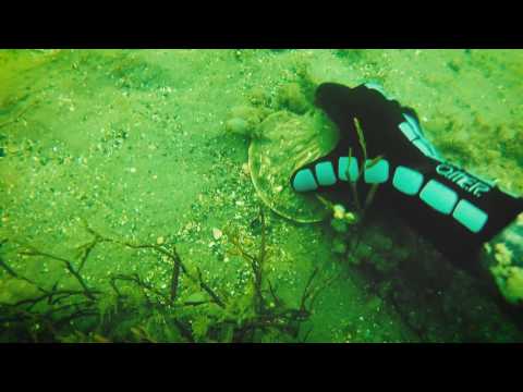 Freediving for Scallops in Scotland