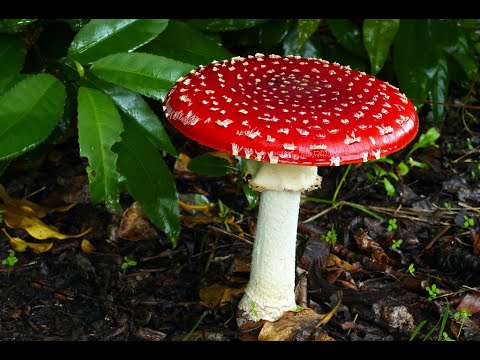 Demystifying the Fly Agaric 🍄— feat. Kevin Feeney, PhD