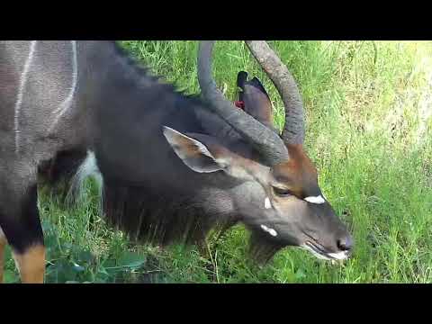 Djuma: Impalas, Nyalas and Wildebeests-Pt:1 - 14:40 - 02/02/2020