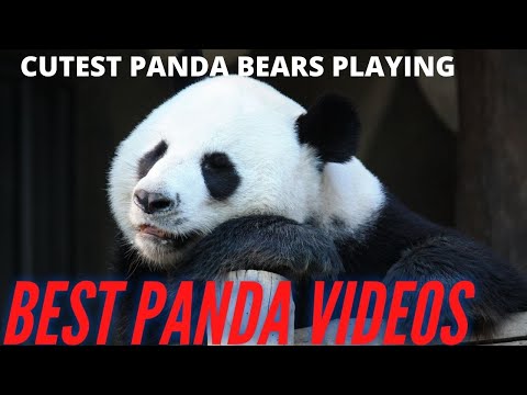 Cute Panda Bears Compilation - Funny baby pandas playing
