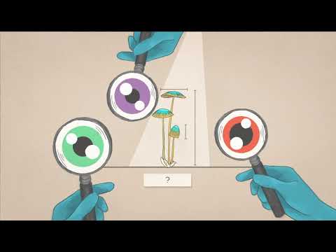 2 Im Auftrag der Vielfalt: Was ist eine Art?