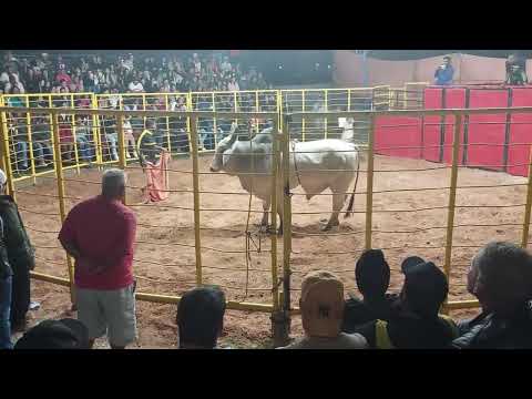 Bullfight in Chapada Diamantina, Bahia, fierce bull in the arena! ✔️💪🏻