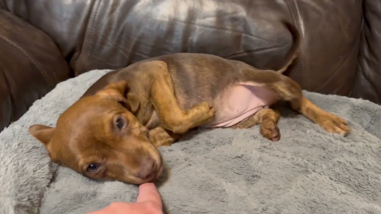 Valerie, a ADOPTABLE mixed breed in Maiden, NC video 6/6
