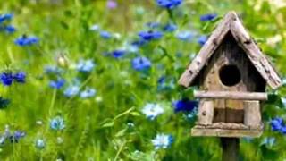 JOHNNY&#39;S GARDEN  ~  MANASSAS  ~  Lyrics