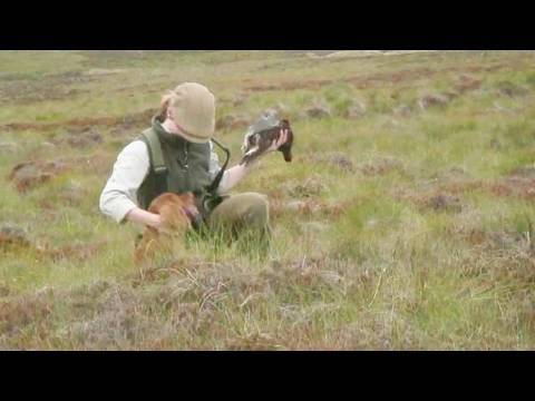 Fieldsports Britain – Grouse over pointers + high pheasants + giant carp funeral – episode 40 Fieldsports Britain – Grouse over pointers + high pheasants + giant carp funeral – episode 40
