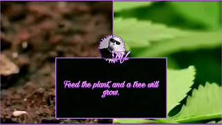 Plant a Seed - Kottonmouth kings
