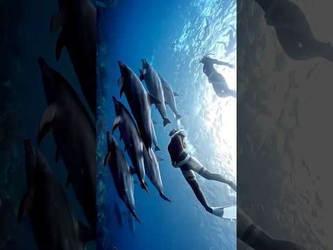 イルカと泳いだ記録！リアル映像🐬🧜&zwj;♀️✨