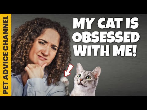 Why is my cat obsessed with me - 5 possible reasons