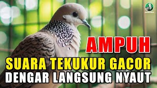 Download lagu HANYA 2 DETIK, MERPATI LOKAL 100% EMOSIONAL, LANGSUNG BERREAKSI TERHADAP UMPAN MERPATI LOKAL, GACOR mp3 Download lagu HANYA 2 DETIK, MERPATI LOKAL 100% EMOSIONAL, LANGSUNG BERREAKSI TERHADAP UMPAN MERPATI LOKAL, GACOR mp3
