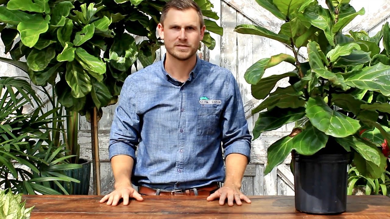 All About – Fiddle Leaf Fig 