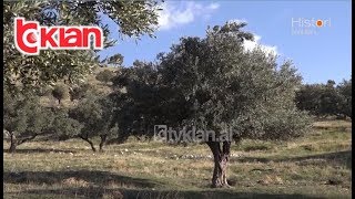 Histori shqiptare nga Alma Çupi - Godoleshi, fshati i fiksuar pas nje ulliri te lashte!