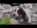Miniature Dachshund dogs for sale: Jaxon - Video 1