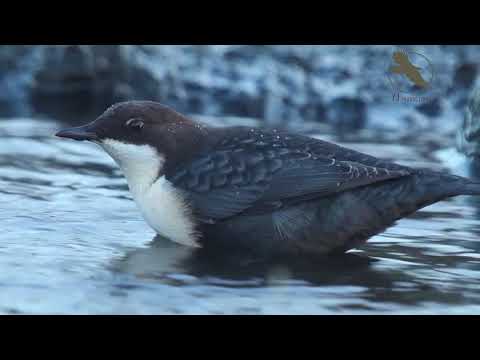 White-throated dipper/ Waterspreeuw/ Cinclus cinclus