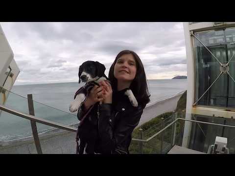 Puppy's first time on the beach, BRAY, Ireland 2017