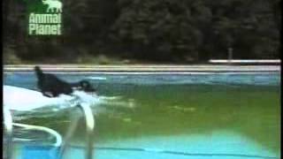 My dog cant swim