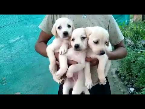 Labrador puppies available for sale at Kushagra dog kennel call now 8303399198up Varanasi