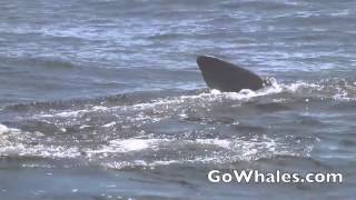 Basking Shark Monterey Bay feeding on Krill
