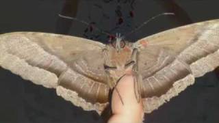 ALCEU VALENÇA - BORBOLETA