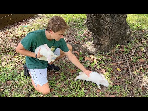 YouTube video about: Where can I take a rabbit I found?
