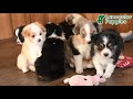 Miniature Australian Shepherd dogs for sale: Jax - Video 1