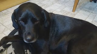 Snoopy's Injury (1), GoFundMe / Paypal.Me