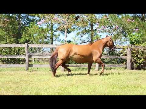 Lote 03 - Genova da Corte de Límia