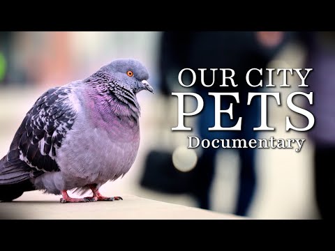 Pigeon documentary - Our city pets