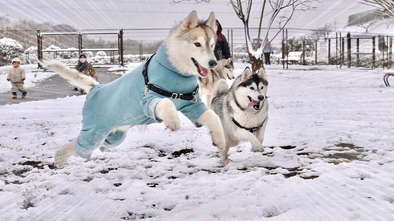 【歓喜】まさかの積雪で大興奮！子供のようにはしゃぎまくるハスキーズがこちら...　【シベリアンハスキー】