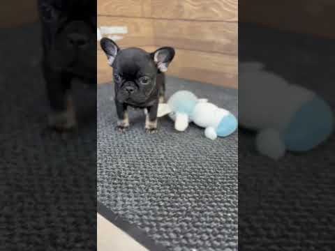 Video 1