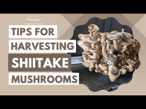 Shiitake Mushroom Harvesting Tips | A Beginner's Guide to Mushroom Growing