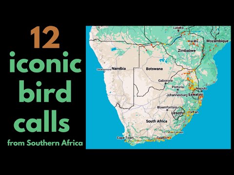 12 ICONIC BIRD CALLS from Southern Africa