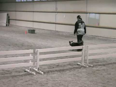 Nuca's obedience competition 2nd class