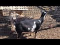 Breeding Time Breeding Nigerian Dwarf Goats